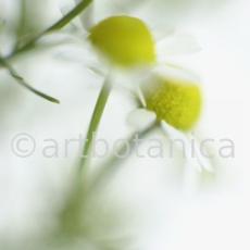 Kamille--Matricaria-chamomilla-39