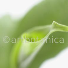 Kardamon--Elettaria-cardamomum-19