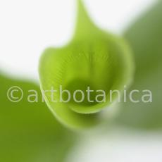 Kardamon--Elettaria-cardamomum-15