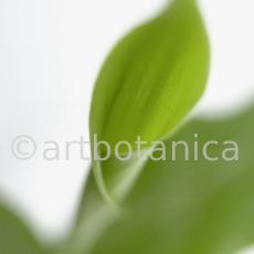 Kardamon--Elettaria-cardamomum-2