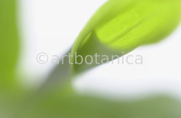 Kardamon--Elettaria-cardamomum-10