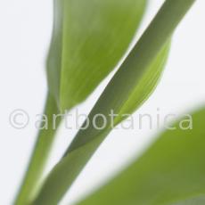 Kardamon--Elettaria-cardamomum-21