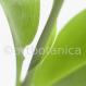 Kardamon-Elettaria cardamomum