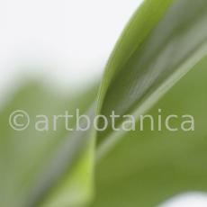 Kardamon--Elettaria-cardamomum-16