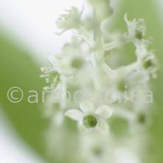 Kermesbeere-Phytolacca acinosa-1