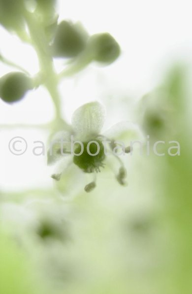 Kermesbeere-Phytolacca acinosa-4