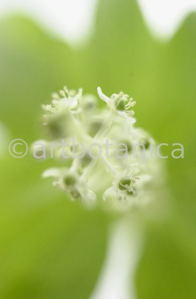Kermesbeere-Phytolacca acinosa-3