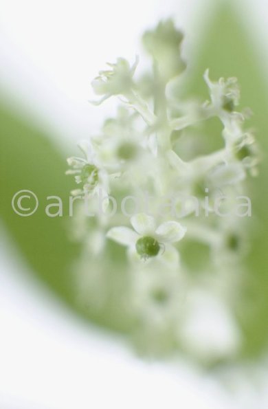 Kermesbeere-Phytolacca acinosa-1