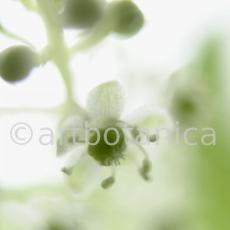 Kermesbeere-Phytolacca acinosa-4