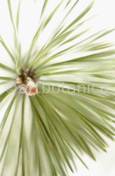 Kiefer-Pinus-silvestris-2