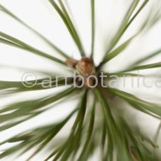 Kiefer-Pinus-silvestris-3