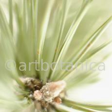 Kiefer-Pinus-silvestris-6