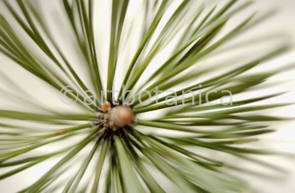 Kiefer-Pinus-silvestris-10