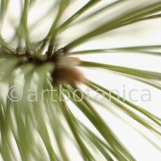Kiefer-Pinus-silvestris-1