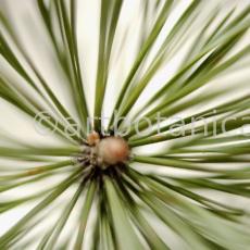 Kiefer-Pinus-silvestris-10