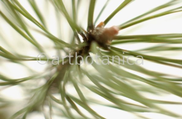 Kiefer-Pinus-silvestris-7