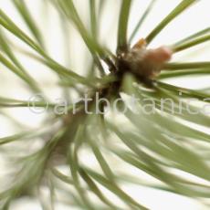 Kiefer-Pinus-silvestris-7