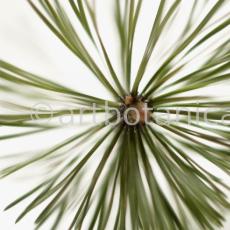 Kiefer-Pinus-silvestris-8