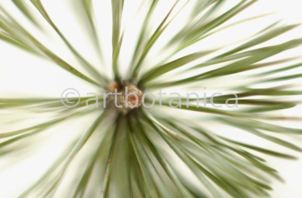 Kiefer-Pinus-silvestris-4