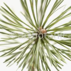 Kiefer-Pinus-silvestris-9