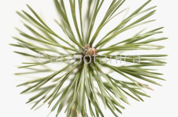 Kiefer-Pinus-silvestris-9