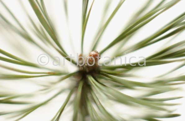 Kiefer-Pinus-silvestris-5