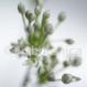 Knoblauch-Allium sativum
