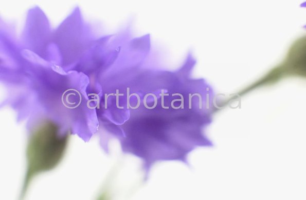 Kornblume-Centaurea-cyanus-18