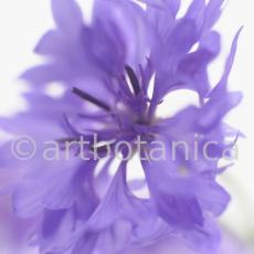 Kornblume-Centaurea-cyanus-7