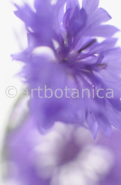 Kornblume-Centaurea-cyanus-4