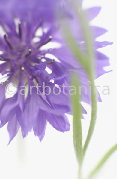 Kornblume-Centaurea-cyanus-3
