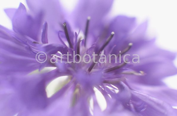 Kornblume-Centaurea-cyanus-20