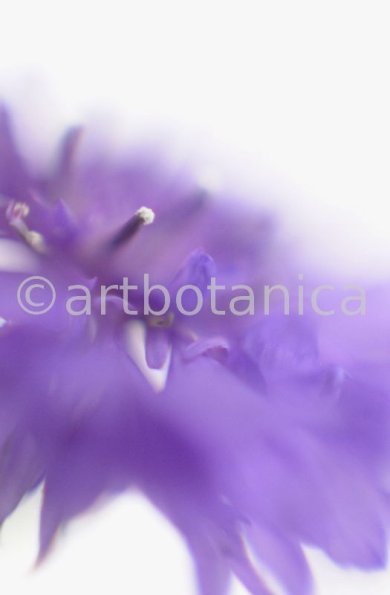Kornblume-Centaurea-cyanus-6