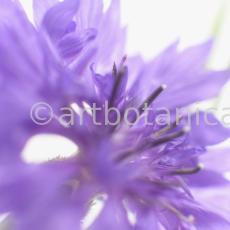 Kornblume-Centaurea-cyanus-15