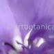 Kornblume-Centaurea cyanus