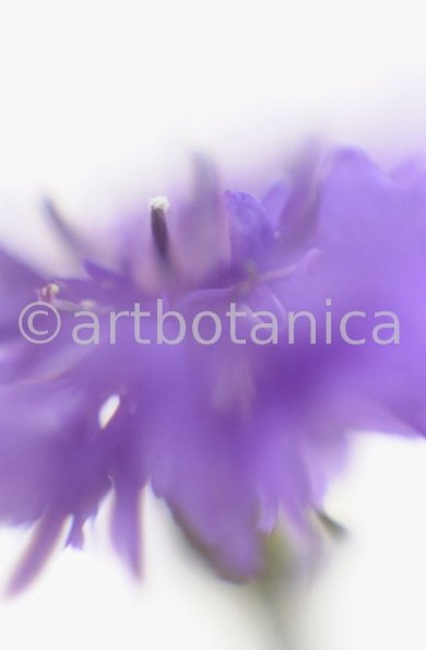 Kornblume-Centaurea-cyanus-14