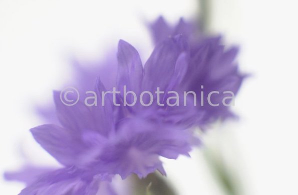 Kornblume-Centaurea-cyanus-19