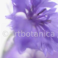Kornblume-Centaurea-cyanus-4