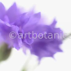 Kornblume-Centaurea-cyanus-18