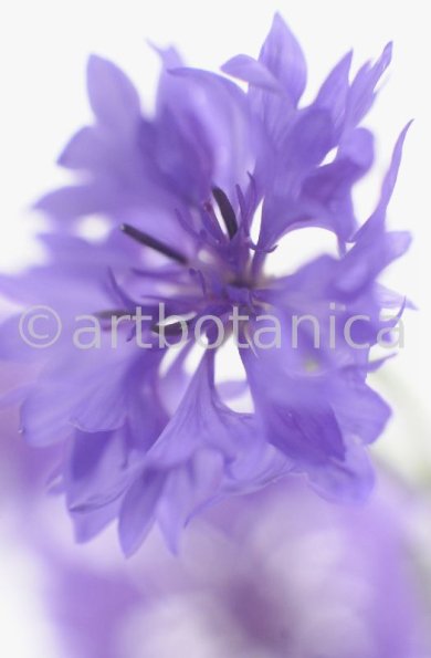 Kornblume-Centaurea-cyanus-7