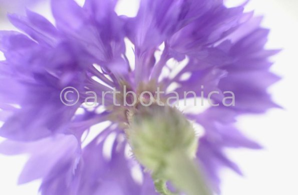 Kornblume-Centaurea-cyanus-16
