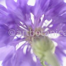 Kornblume-Centaurea-cyanus-16