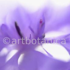 Kornblume-Centaurea-cyanus-8