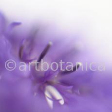 Kornblume-Centaurea-cyanus-12