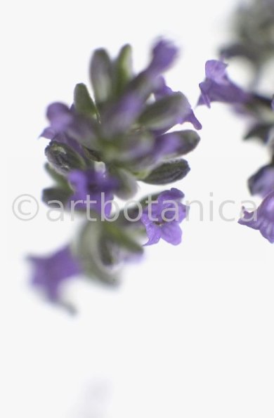 Lavendel-Lavendula-officinalis-37