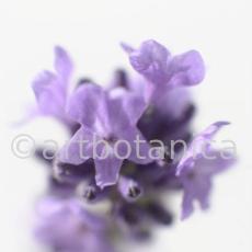 Lavendel-Lavendula-officinalis-5