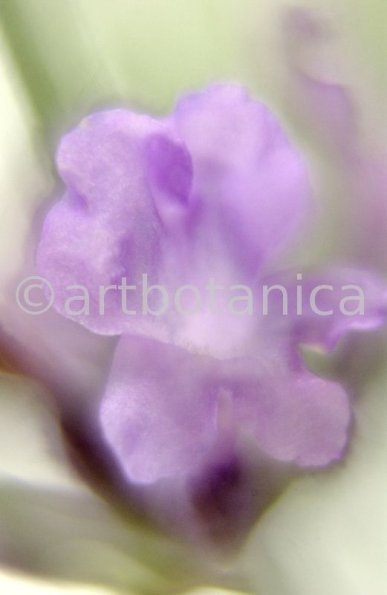 Lavendel-Lavendula-officinalis-73