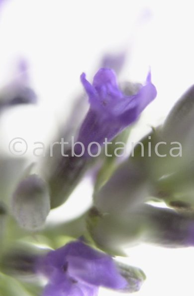 Lavendel-Lavendula-officinalis-18