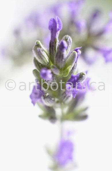 Lavendel-Lavendula-officinalis-36