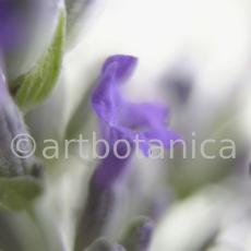Lavendel-Lavendula-officinalis-21